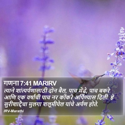 गणना 7:41 MARIRV Bible Verse Image
