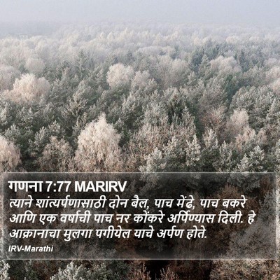 गणना 7:77 MARIRV Bible Verse Image