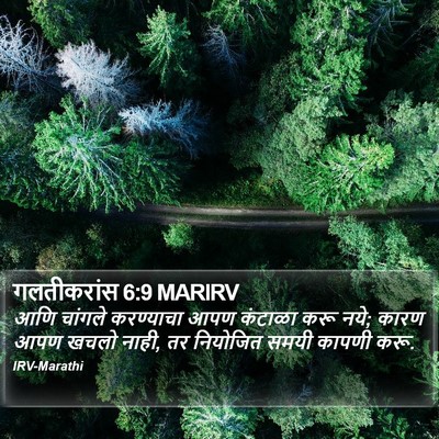 गलतीकरांस 6:9 MARIRV Bible Verse Image
