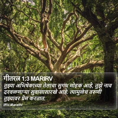 गीतरत्न 1:3 MARIRV Bible Verse Image