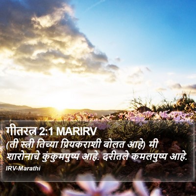 गीतरत्न 2:1 MARIRV Bible Verse Image