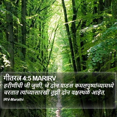 गीतरत्न 4:5 MARIRV Bible Verse Image