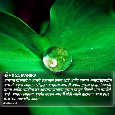 नहेम्या 5:5 MARIRV Bible Verse Image