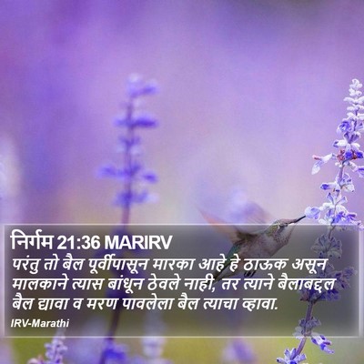 निर्गम 21:36 MARIRV Bible Verse Image