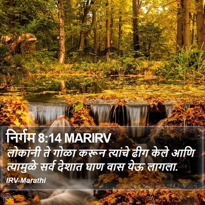 निर्गम 8:14 MARIRV Bible Verse Image
