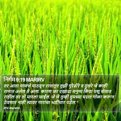 निर्गम 9:19 MARIRV Bible Verse Image