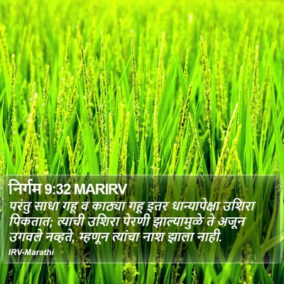 निर्गम 9:32 MARIRV Bible Verse Image