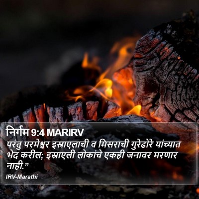निर्गम 9:4 MARIRV Bible Verse Image