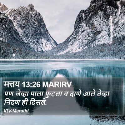 मत्तय 13:26 MARIRV Bible Verse Image