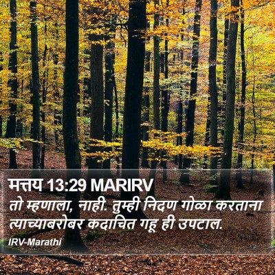 मत्तय 13:29 MARIRV Bible Verse Image