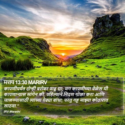 मत्तय 13:30 MARIRV Bible Verse Image