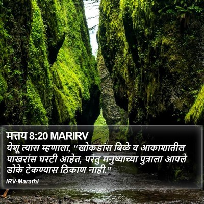 मत्तय 8:20 MARIRV Bible Verse Image