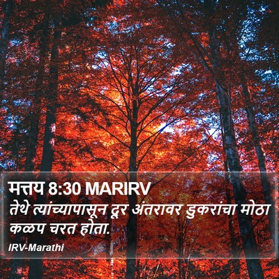मत्तय 8:30 MARIRV Bible Verse Image