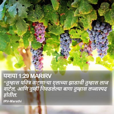 यशया 1:29 MARIRV Bible Verse Image