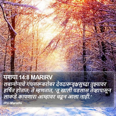 यशया 14:8 MARIRV Bible Verse Image