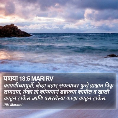 यशया 18:5 MARIRV Bible Verse Image