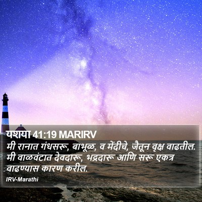 यशया 41:19 MARIRV Bible Verse Image