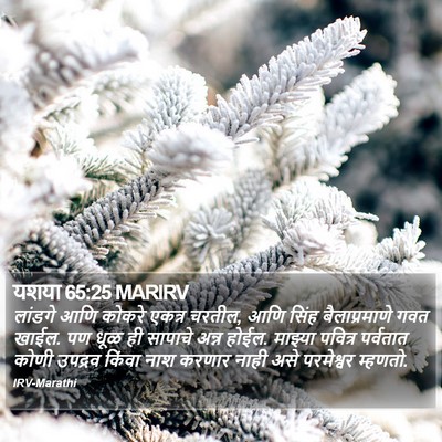 यशया 65:25 MARIRV Bible Verse Image