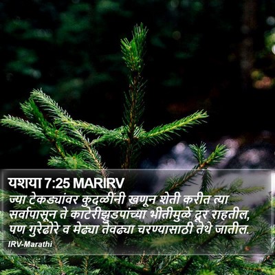यशया 7:25 MARIRV Bible Verse Image