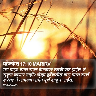 यहेज्केल 17:10 MARIRV Bible Verse Image