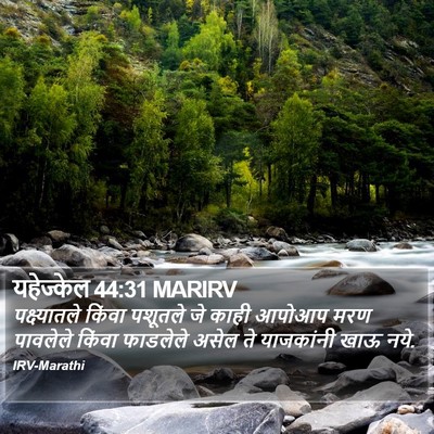 यहेज्केल 44:31 MARIRV Bible Verse Image