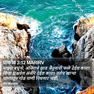 याकोब 3:12 MARIRV Bible Verse Image
