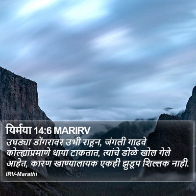 यिर्मया 14:6 MARIRV Bible Verse Image
