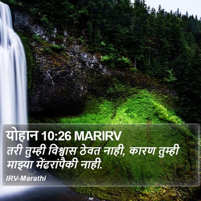 योहान 10:26 MARIRV Bible Verse Image