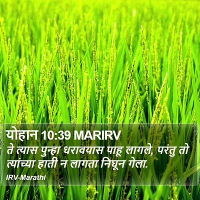 योहान 10:39 MARIRV Bible Verse Image