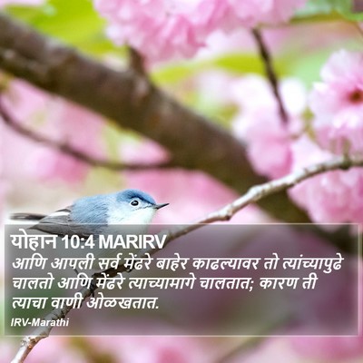 योहान 10:4 MARIRV Bible Verse Image