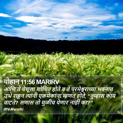 योहान 11:56 MARIRV Bible Verse Image