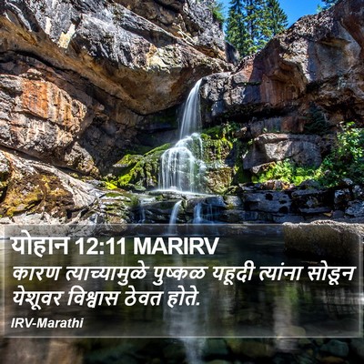 योहान 12:11 MARIRV Bible Verse Image