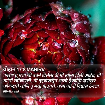 योहान 17:8 MARIRV Bible Verse Image