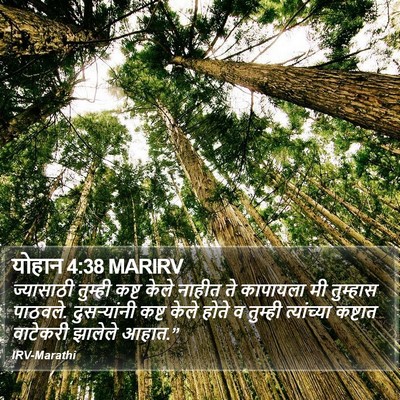 योहान 4:38 MARIRV Bible Verse Image