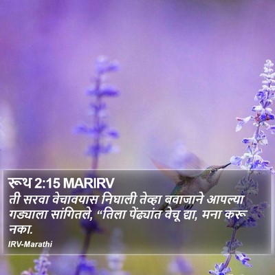 रूथ 2:15 MARIRV Bible Verse Image