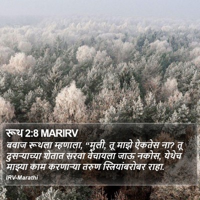 रूथ 2:8 MARIRV Bible Verse Image