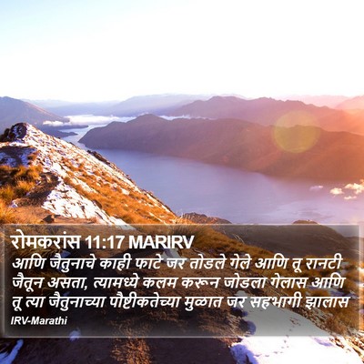 रोमकरांस 11:17 MARIRV Bible Verse Image