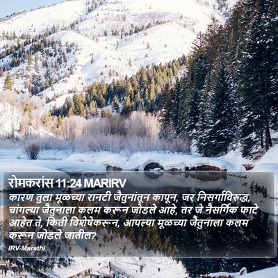 रोमकरांस 11:24 MARIRV Bible Verse Image