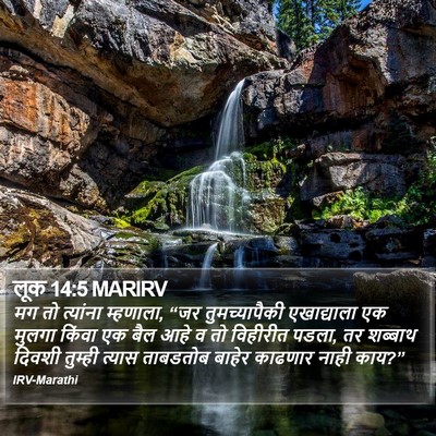लूक 14:5 MARIRV Bible Verse Image