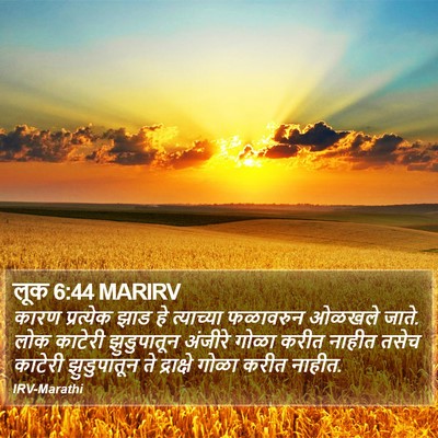 लूक 6:44 MARIRV Bible Verse Image