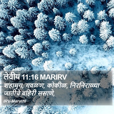 लेवीय 11:16 MARIRV Bible Verse Image