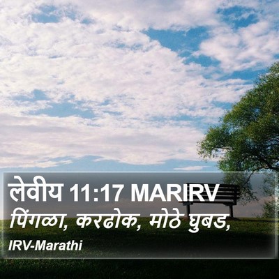 लेवीय 11:17 MARIRV Bible Verse Image