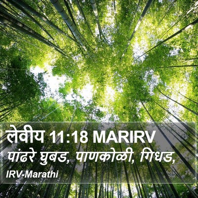 लेवीय 11:18 MARIRV Bible Verse Image