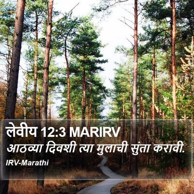 लेवीय 12:3 MARIRV Bible Verse Image