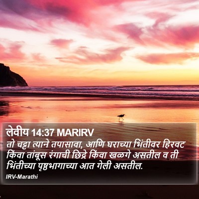 लेवीय 14:37 MARIRV Bible Verse Image