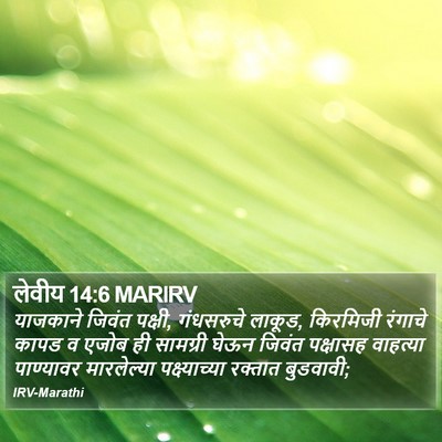 लेवीय 14:6 MARIRV Bible Verse Image