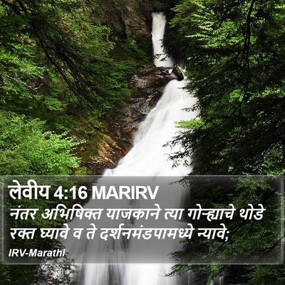 लेवीय 4:16 MARIRV Bible Verse Image