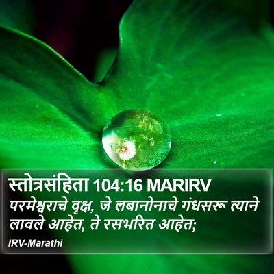 स्तोत्रसंहिता 104:16 MARIRV Bible Verse Image