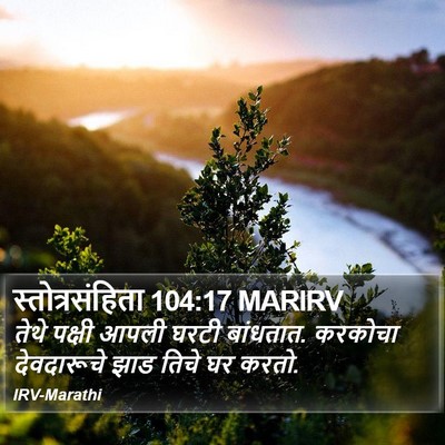स्तोत्रसंहिता 104:17 MARIRV Bible Verse Image