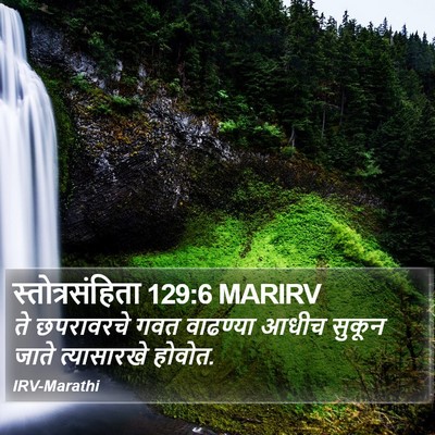 स्तोत्रसंहिता 129:6 MARIRV Bible Verse Image